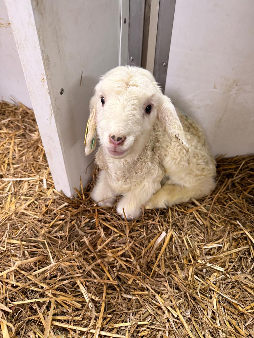 Bienestar animal, ¿positivo para la ganaderia o rentabilidad inteligente?